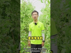 딸기 애플 토마토 칠레고추를 넣은 저민 고기와 강낭콩 스튜를 위한 식물 성장 비료 길항균 NS05 CY30