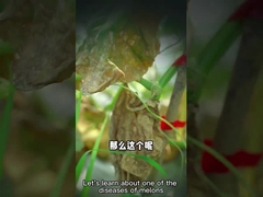 지하 페스트를 죽이기 위한 미생물 제재 스트렙토마이세스 에니스소카시리스  생곰팡이 제거제