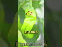 농장 페스트 면 백색 파리로 효과적 살충제 한피프 + 바실러스 서린지엔시스