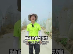 야채 유기적 살충제 센피프는 야채 생물학적 살충제 정원 곤충 킬러를 녹색으로 만듭니다