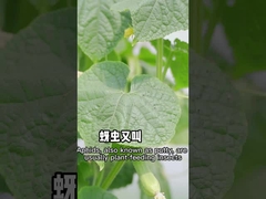 진딧물은 식물기원의 논-톡식 살충제에 반대하여 효과적입니다