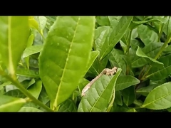 차 지오메트리드 해충 효과적인 농산물 살충제 EoNPV.Bt