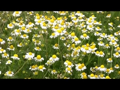 자연적이 바퀴벌레 모기 기민한 벼룩 개미를 위해 1.5% 피레트린 집 페스트 살인자 살충제를 추출합니다