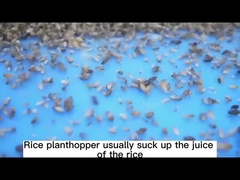 30% 티아메톡삼은 유리 온실 농업 살충제 SC를 위한 모든 진딧물을 죽입니다