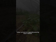 콩고기 군벌레 어생은 토마토 식물 등 다양한 식물을 먹습니다.