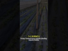 광 스펙트럼 항 곰팡이 활동 미생물 요원 CY30 작물 성장 촉진 치료 뿌리 부패