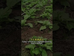 고효율의 생물학 곤충 살균제 곤충 바이러스 (SeNPV) 및 백일루스 튀링기엔시스 (Bacillus Thuringiensis)