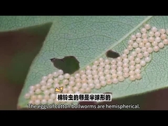 바이오 살충제 매우 유명한 바이오 살충제는 Bollworm에 대한 HaNPV.Bt입니다. 농업용