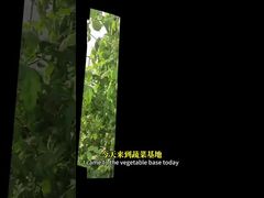 생물학적인 통제 방법을 통해 십자화 작물, 옥수수 등에서 백작류의 통제