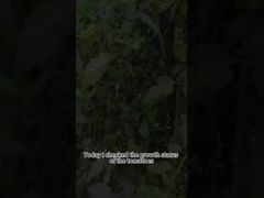 토마토 역병 생물학적 살충제 식물 역병 생물학적 방제