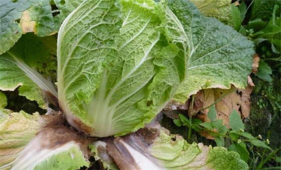 Agricultural Fungicide Soft Rot Bacterial Canker Rice Blast Disease Treatment 6% Kasugamycin 