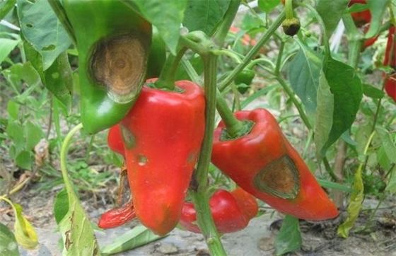 Agriculture Fungicide Bacillus Velezensis CY30 Promote Tomato Chili Good Growth Large Hanging Fruit 