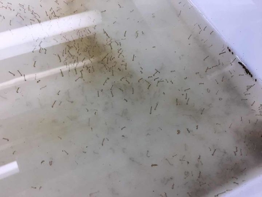 BTi Anti Mosquito Larvae Most Widely Used Microbial Mosquitocides Kill Culex Aedes Larval